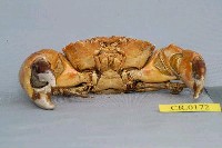 Mangrove stone crab Collection Image, Figure 3, Total 6 Figures